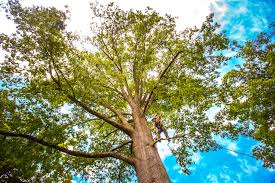 Best Hazardous Tree Removal  in Cutler, CA