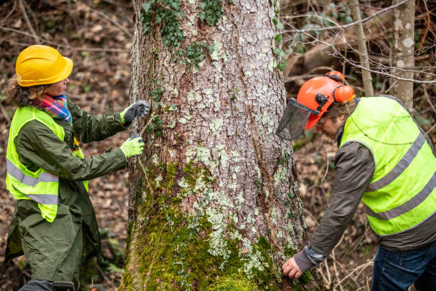 How Our Tree Care Process Works  in  Cutler, CA