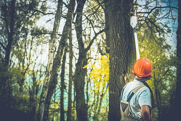 Professional Tree Care in Cutler, CA