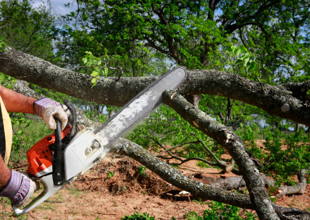 How Our Tree Care Process Works  in  Cutler, CA